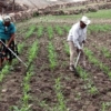 Gobierno vigilar&aacute; precios de insumos agr&iacute;colas para &laquo;proteger&raquo; rentabilidad de los productores
