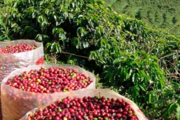 Caficultores de Portuguesa y Lara siguen movilizados para exigir precios justos para la cosecha