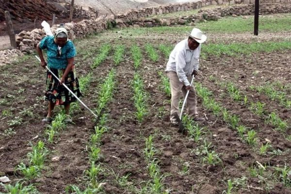 Gobierno vigilar&aacute; precios de insumos agr&iacute;colas para &laquo;proteger&raquo; rentabilidad de los productores