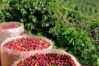 Caficultores de Portuguesa y Lara siguen movilizados para exigir precios justos para la cosecha